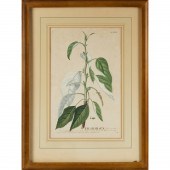 GEORG EHRET (AFTER), BOTANICAL