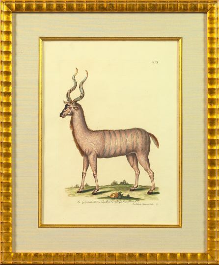 Georg-Wolfgang Knorr (German,