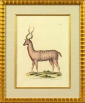 Georg-Wolfgang Knorr (German,