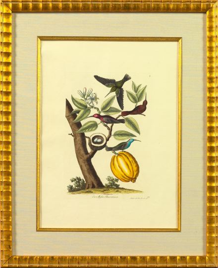 Georg-Wolfgang Knorr (German,