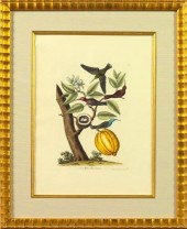 Georg-Wolfgang Knorr (German,