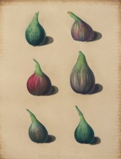 George Brookshaw (British 1751