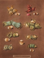 George Brookshaw (British 1751