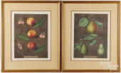 GEORGE BROOKSHAW FRUIT AQUATIN