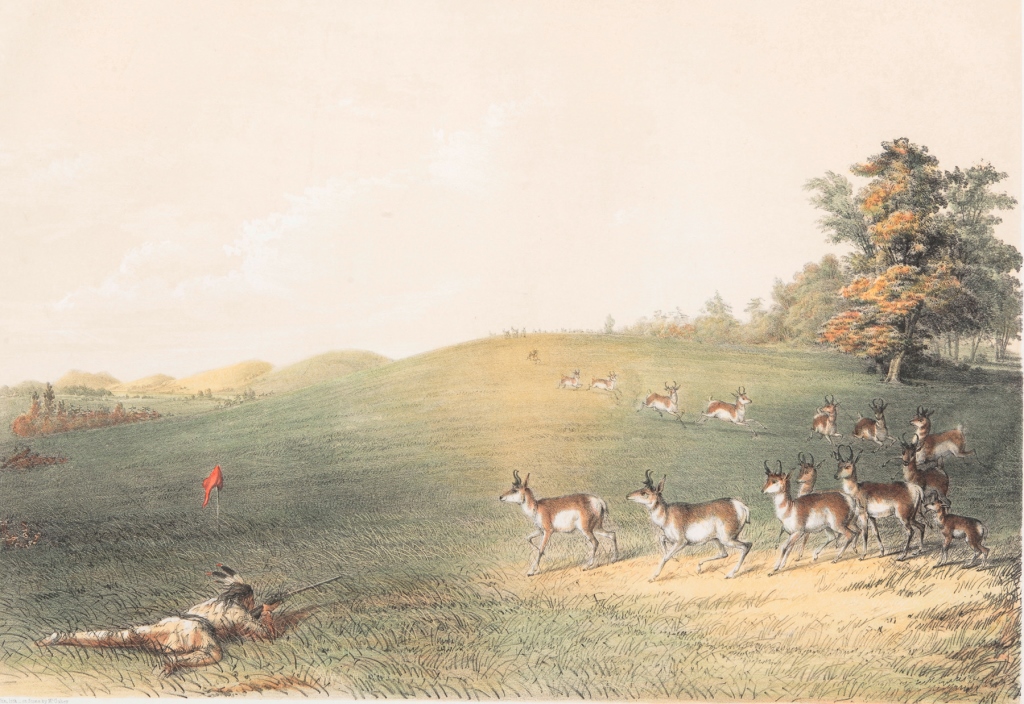 GEORGE CATLIN, PRINT "ANTELOPE