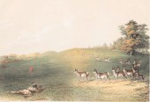 GEORGE CATLIN, PRINT "ANTELOPE