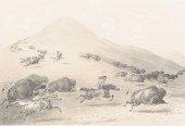 GEORGE CATLIN, PRINT "BUFFALO