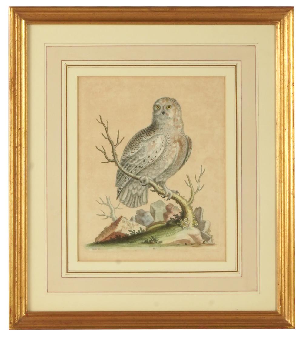 GEORGE EDWARDS (1694 - 1773): WHITE