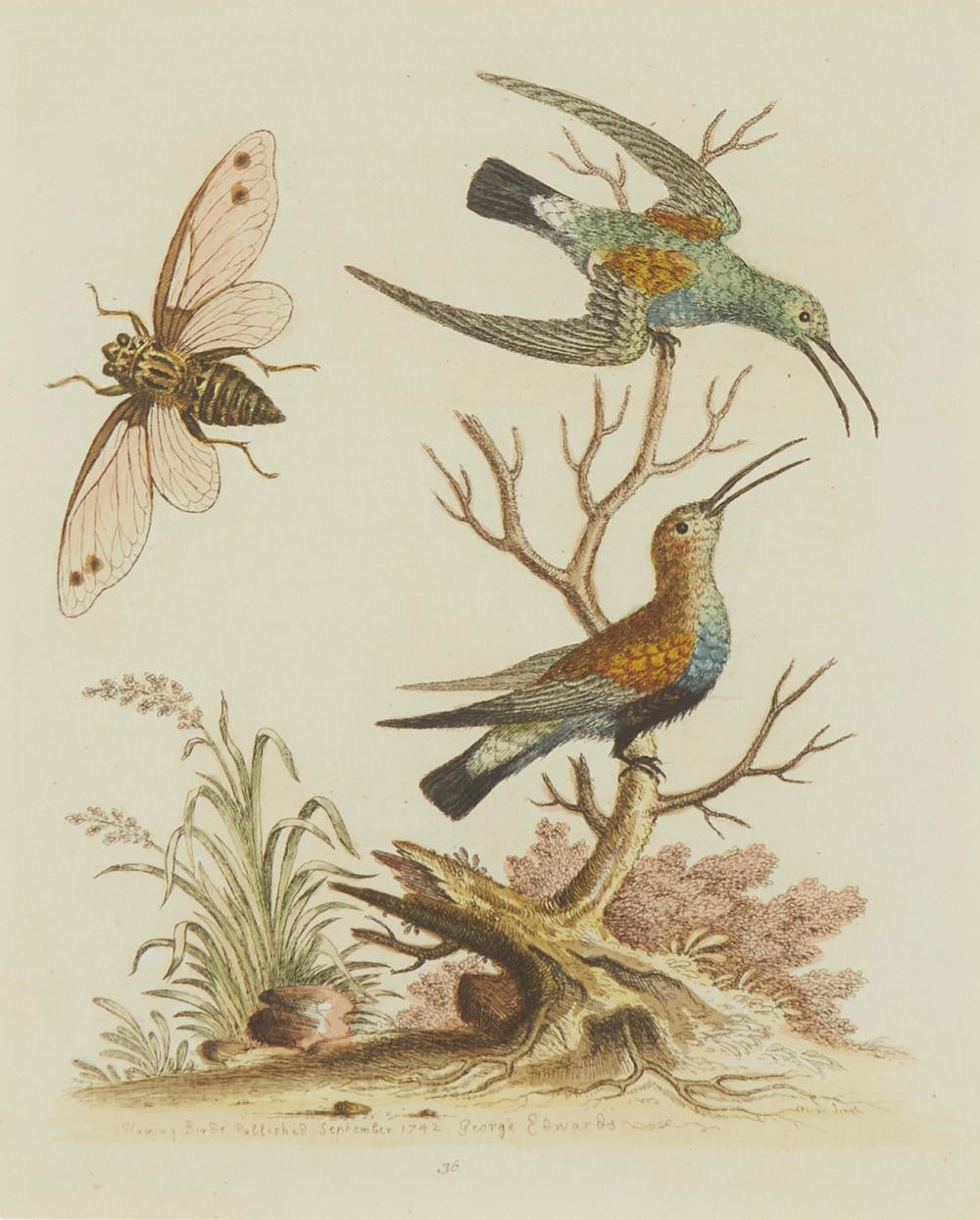 GEORGE EDWARDS, (1694-1773,