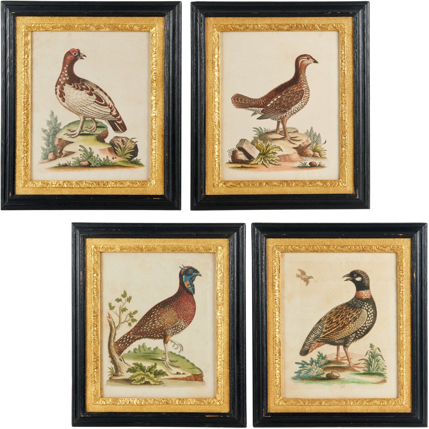GEORGE EDWARDS, (4) HAND-COLORED