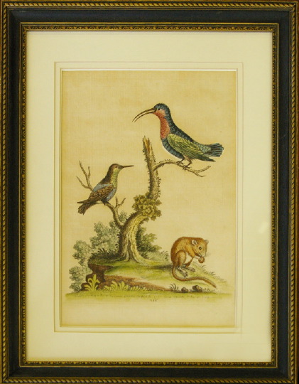 George Edwards (British, 1694-1773)