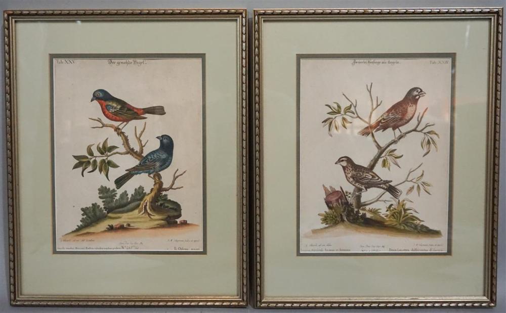 GEORGE EDWARDS (BRITISH, 1694-1773)