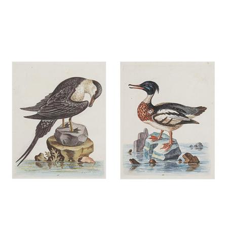 George Edwards THE ARCTICK BIRD THE