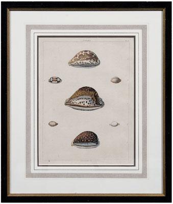 George Perry shell aquatints: 13