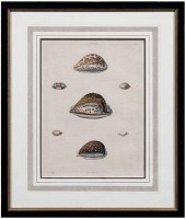 George Perry shell aquatints: