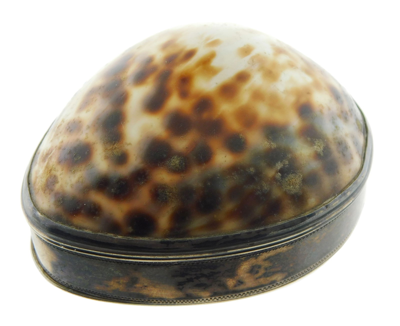 GEORGIAN COWRIE SHELL SNUFF BOX