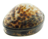 GEORGIAN COWRIE SHELL SNUFF BO