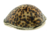GEORGIAN COWRIE SHELL SNUFF BO