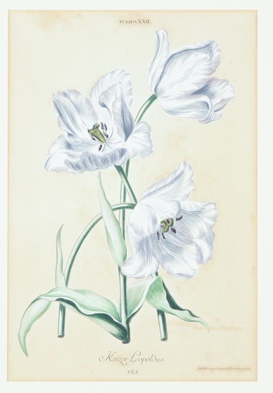 GERMAN CHRISTOPH TREW TULIP