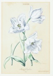 GERMAN CHRISTOPH TREW TULIP PR