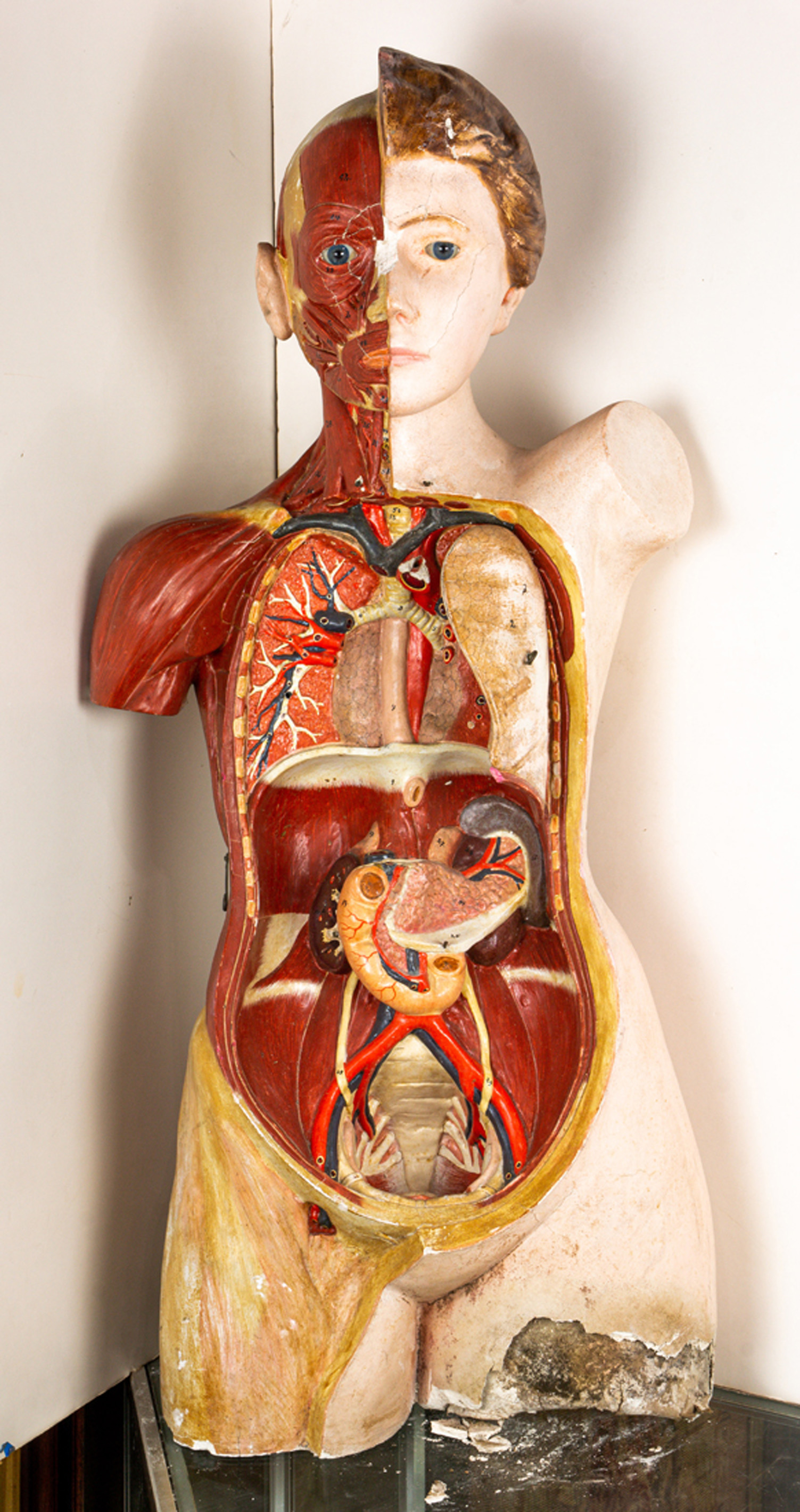 GERMAN HUMAN ANATOMICAL MODEL