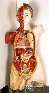 GERMAN HUMAN ANATOMICAL MODEL