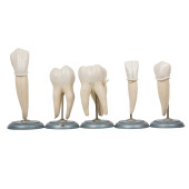 GESUNDHEITS MUSEUM TOOTH MODEL