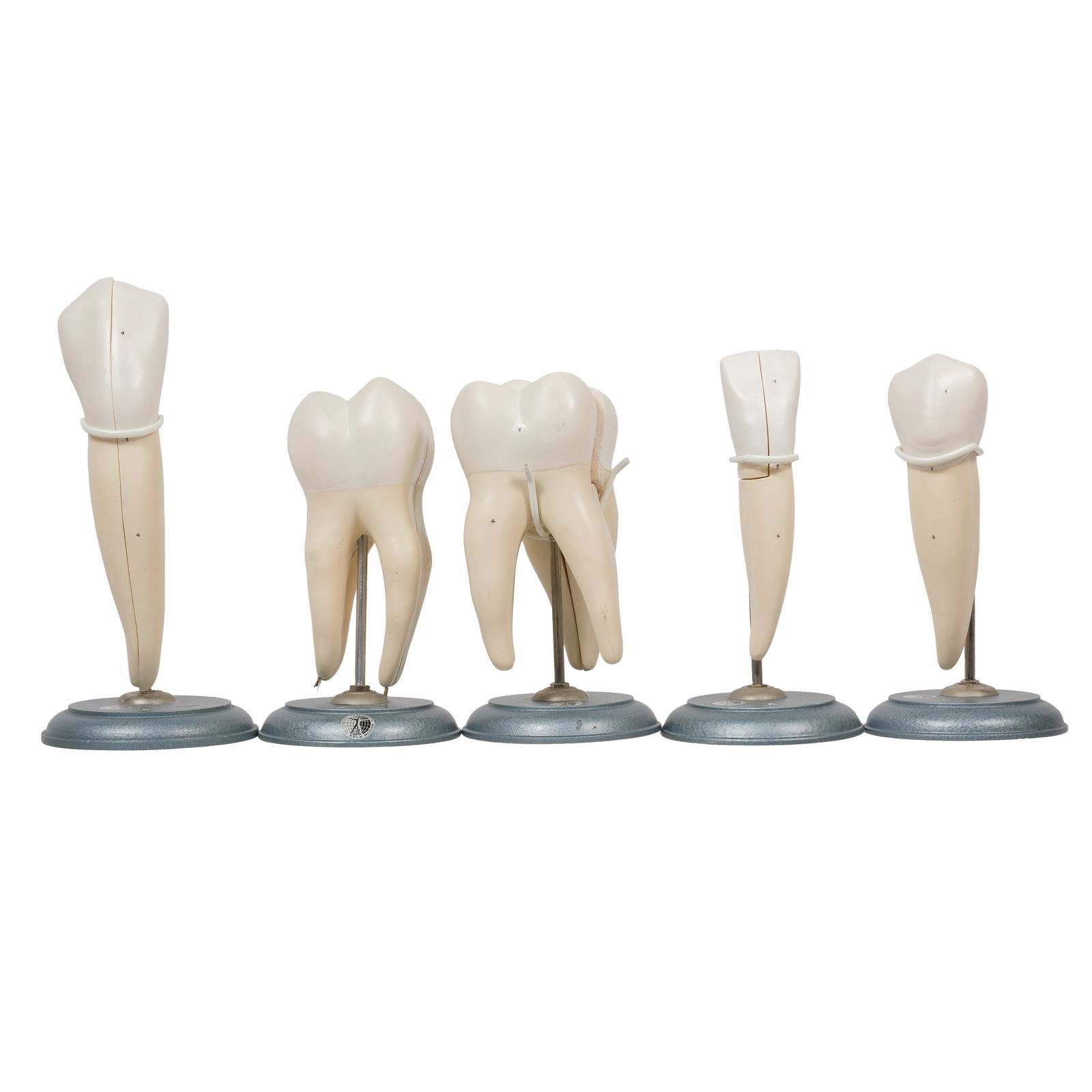 GESUNDHEITS MUSEUM TOOTH