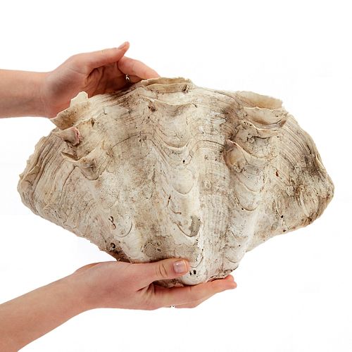 GIANT 13 IN. WIDE CLAM SHELLGiant