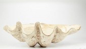 GIANT 36 IN. WIDE CLAMSHELLGia