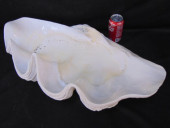GIANT CLAM SHELL, 24: WIDE, 16