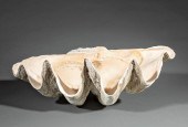 GIANT CLAM SHELL, TRIDACNA GIG