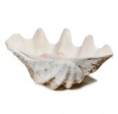 GIANT CLAM SHELL, TRIDACNA GIG