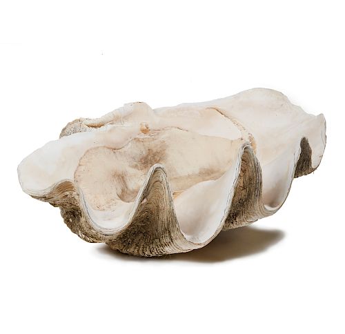 GIANT CLAM SHELL, TRIDACNA