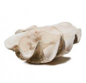 GIANT CLAM SHELL, TRIDACNA GIG