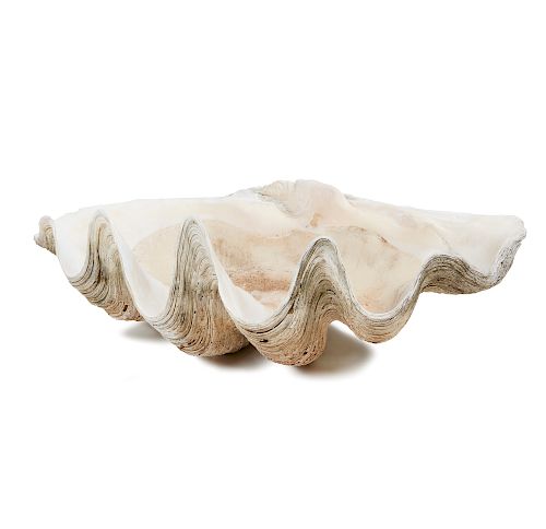 GIANT CLAM SHELL, TRIDACNA