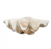 GIANT CLAM SHELL, TRIDACNA GIG