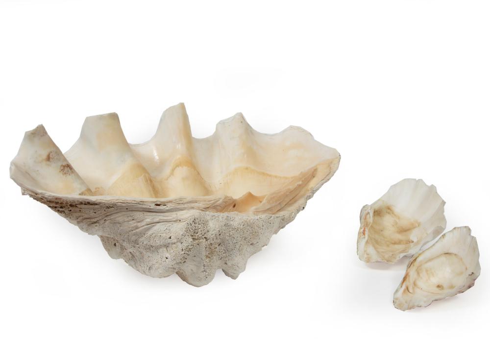 GIANT CLAM SHELLGiant Clam Shell,