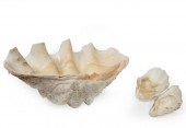 GIANT CLAM SHELLGiant Clam She
