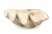 GIANT CLAM SHELLGiant Clam She