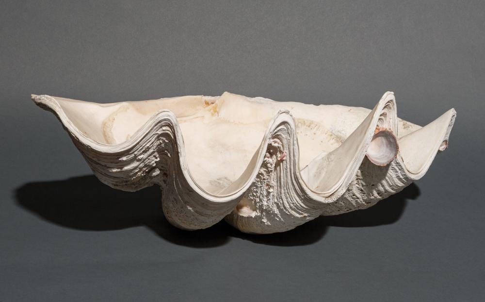 GIANT CLAM SHELLGiant Clam Shell