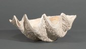 GIANT CLAM SHELLGiant Clam She