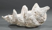 GIANT CLAM SHELLGiant Clam She