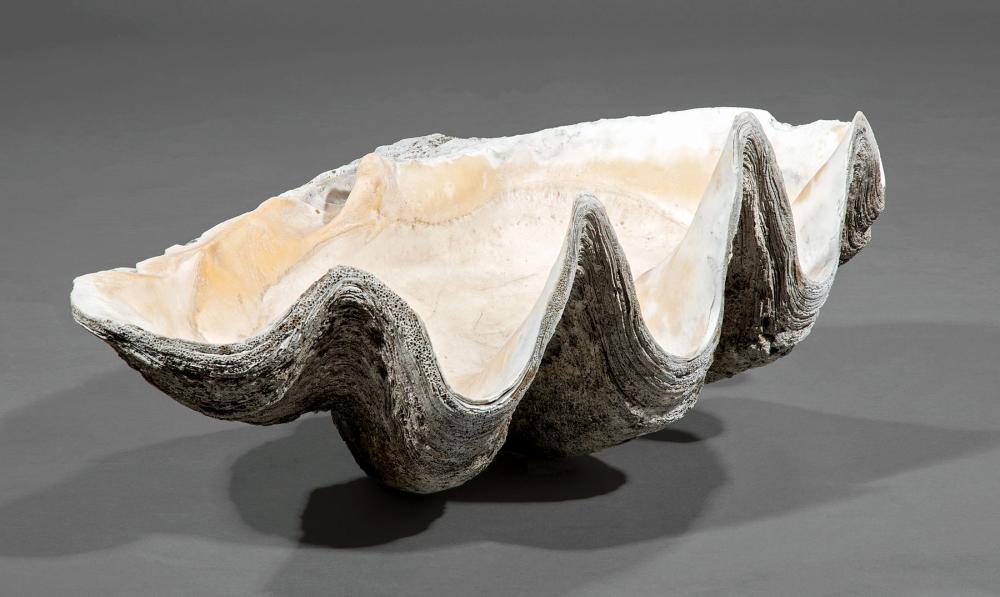 GIANT CLAM SHELLGiant Clam Shell,