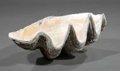 GIANT CLAM SHELLGiant Clam She