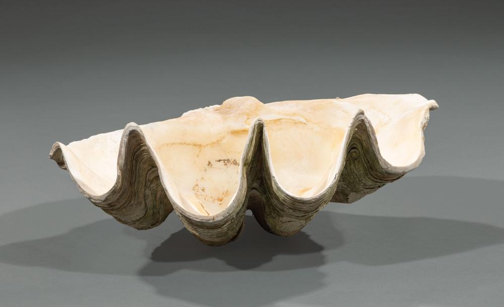 GIANT CLAM SHELLGiant Clam Shell