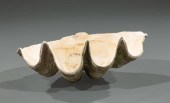 GIANT CLAM SHELLGiant Clam She