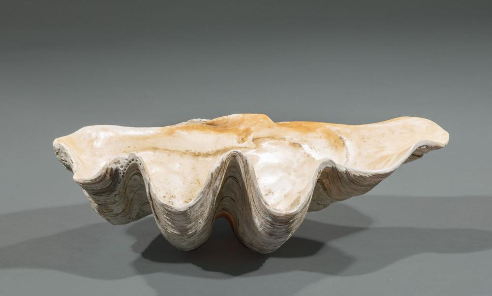 GIANT CLAM SHELLGiant Clam Shell