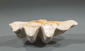 GIANT CLAM SHELLGiant Clam She