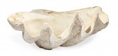 GIANT CLAM SHELLGiant Clam She